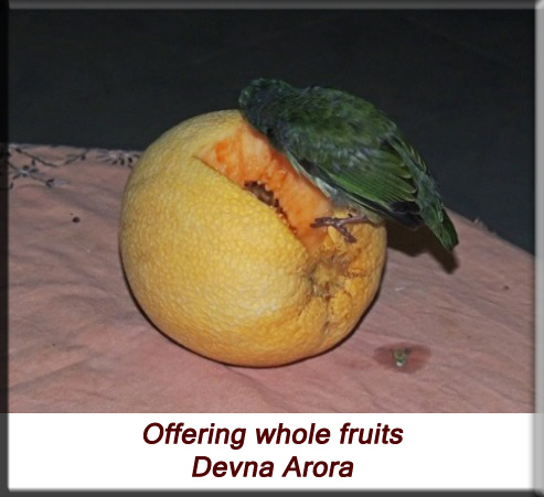 Devna Arora - Offering whole fruits